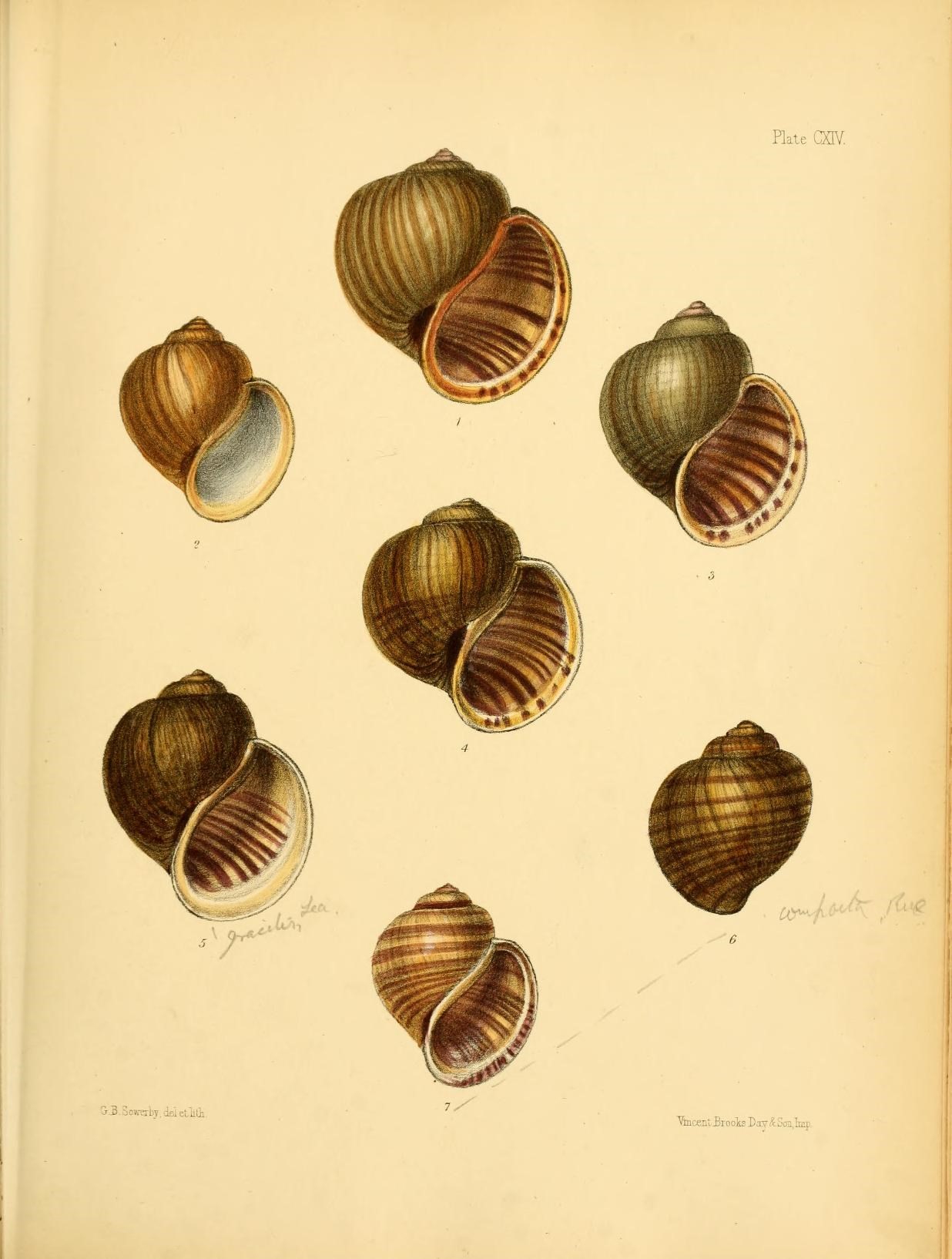 a group of seashells are shown in color