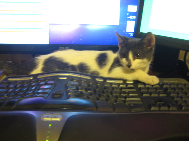 a cat on top of a keyboard and monitor