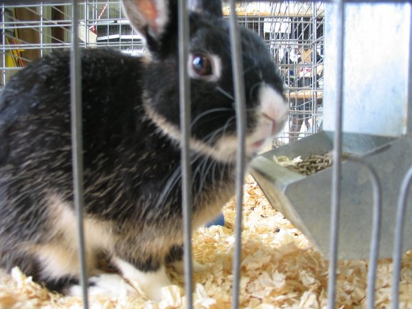 a rabbit standing inside of a cage with hay