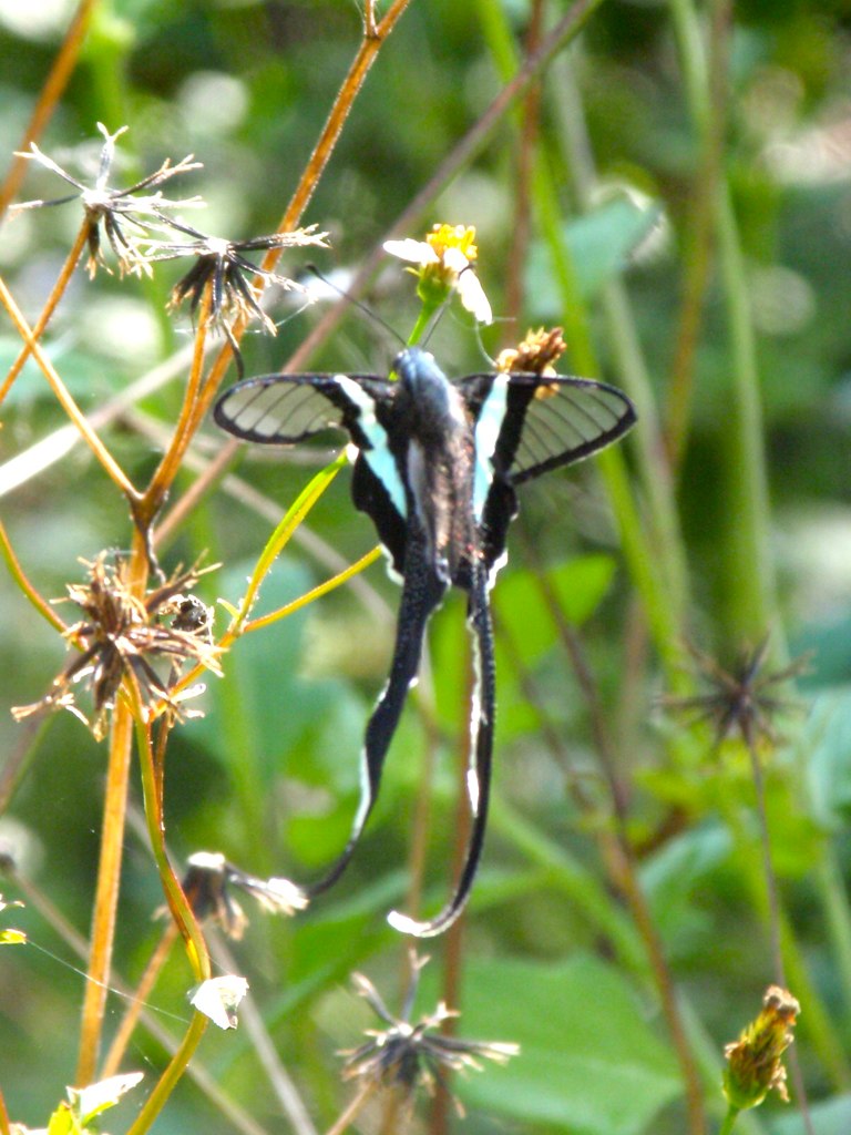 a erfly perched on top of a flower in the wild