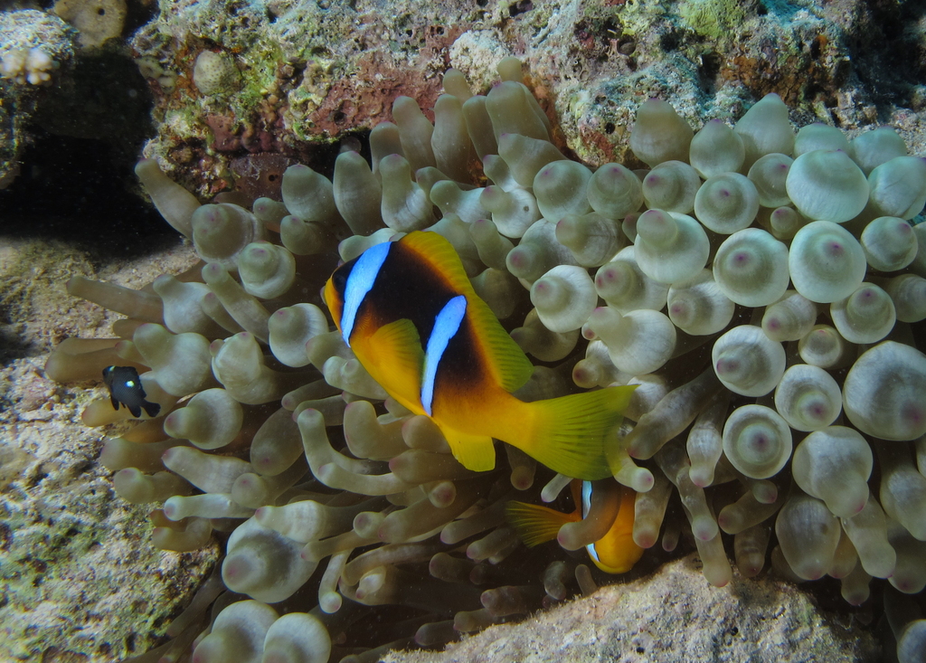 a couple of colorful clown fish in an ocean