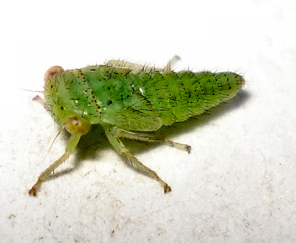 a green insect sitting on top of a white wall