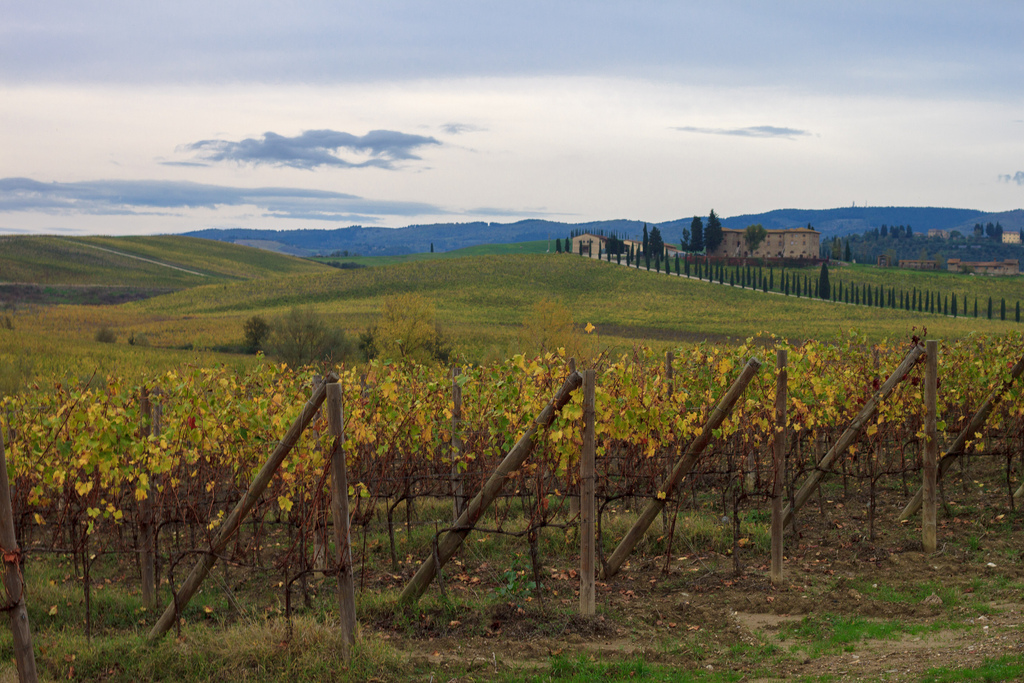 vines in the grass at a scenic winery