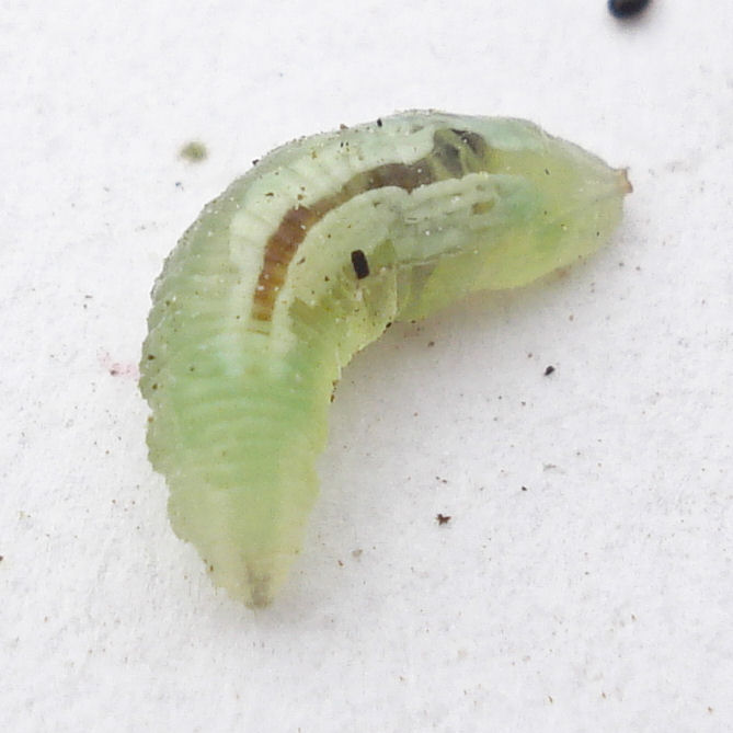 a green and black caterpillar on white surface