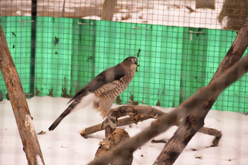 a hawk in winter habitat near green fence