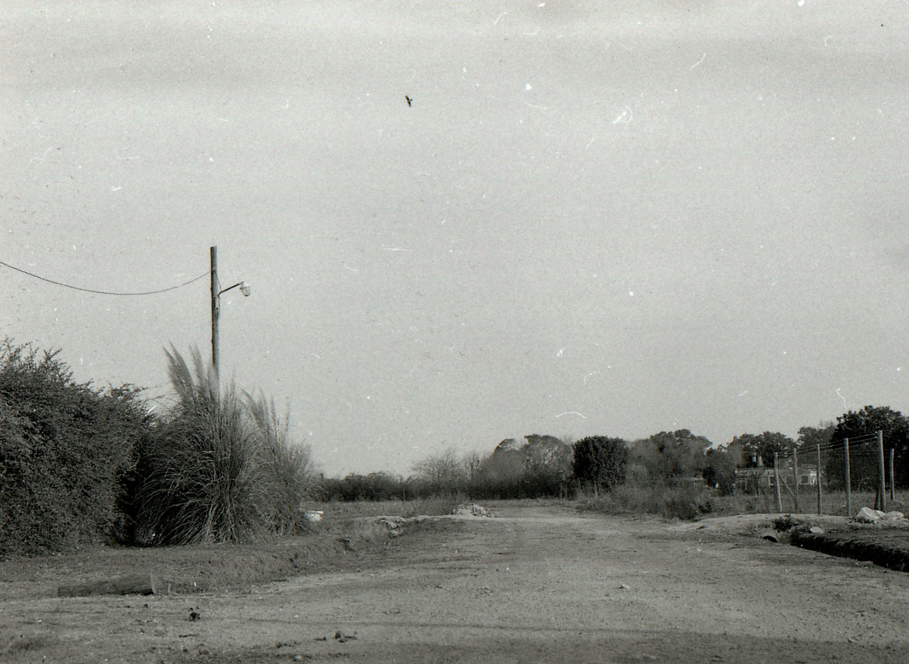 an old, rural road runs through an area overgrown by plants and trees