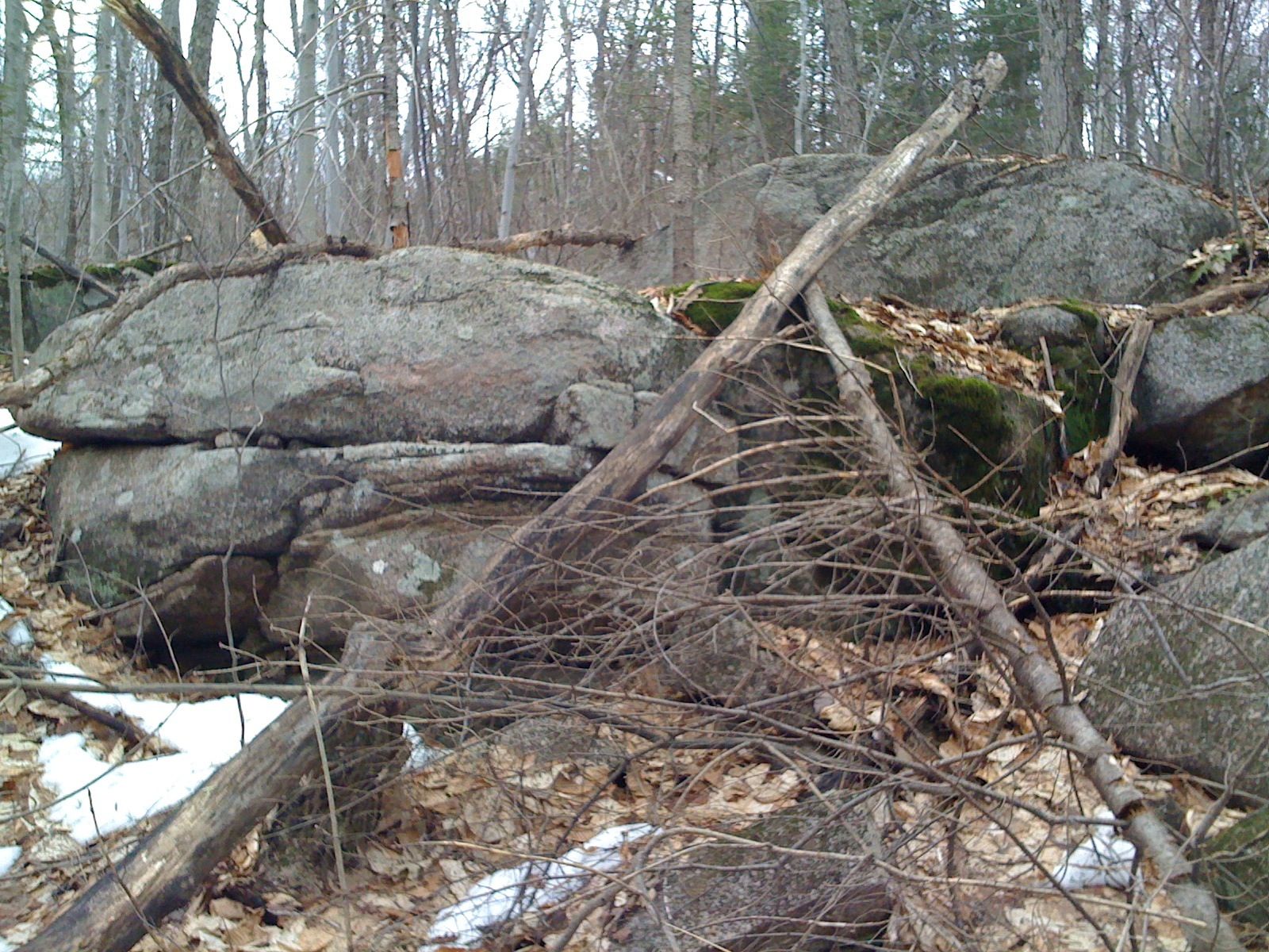 rocks, nches and fallen leaves in a snowy wooded area