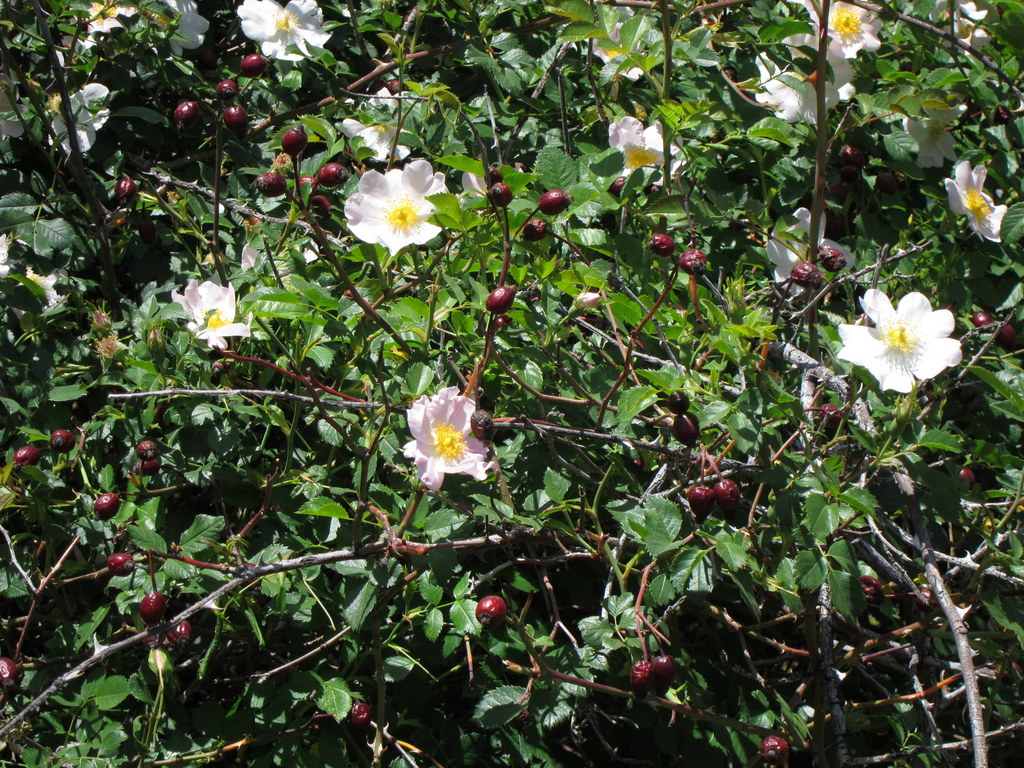 a tree filled with white flowers and green leaves