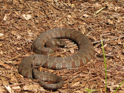 a brown snake with an orange stripe is on the ground