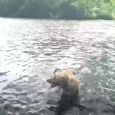 there is a dog playing in the water