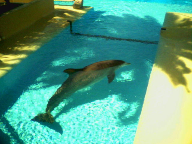 there is a large dolphin in the water