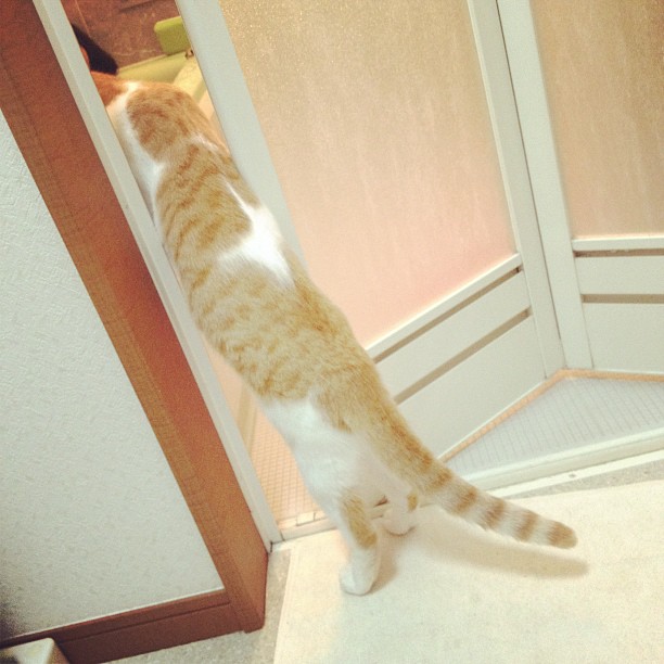 a striped cat standing on its hind legs