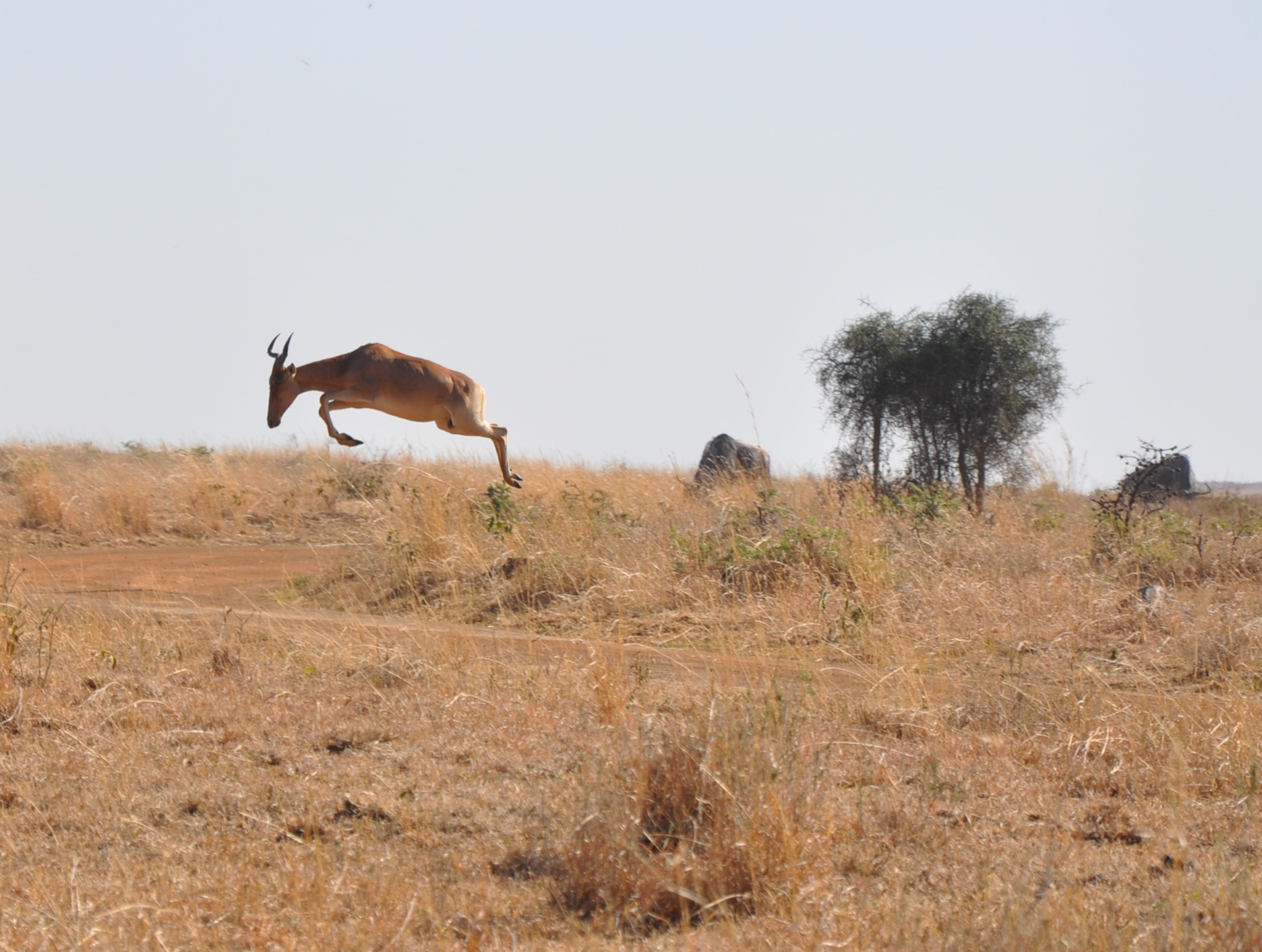 a brown antelope leaping in the field, and another brown animal running in the distance