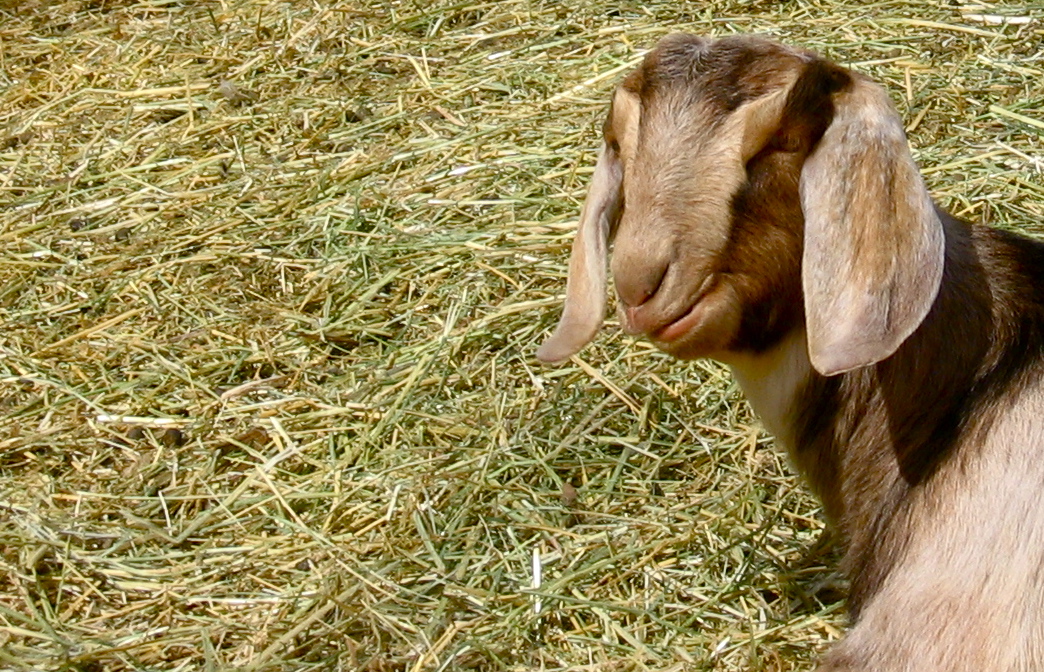 a baby goat is looking up with his head in the hay