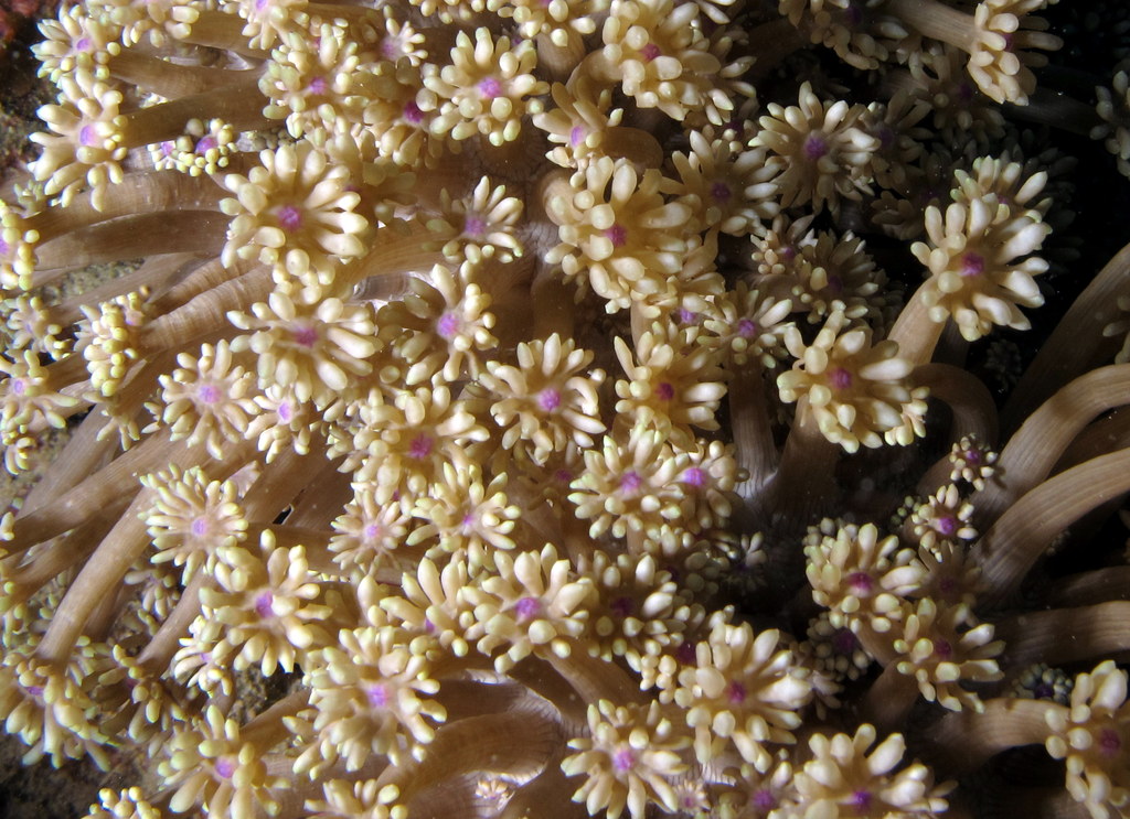 a very pretty, yellow and pink flowered coral