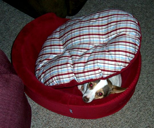 small dog laying in large dog bed with covers on