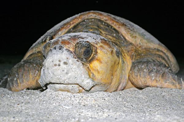 a large sea turtle laying on the ground