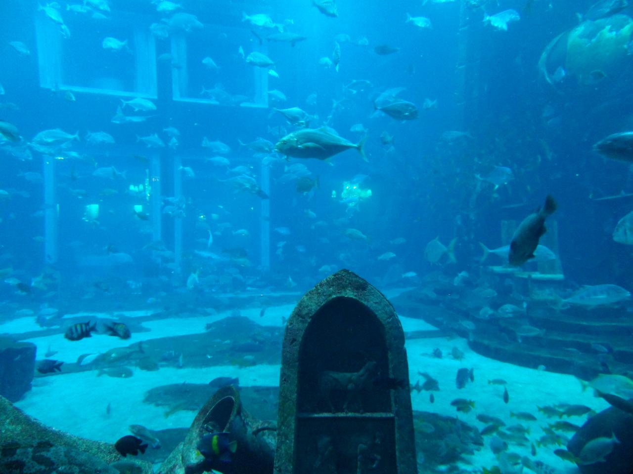 large fish swimming around an ocean tank