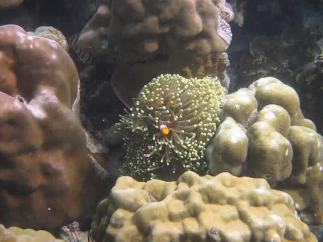 the orange and black fish is resting on the reef