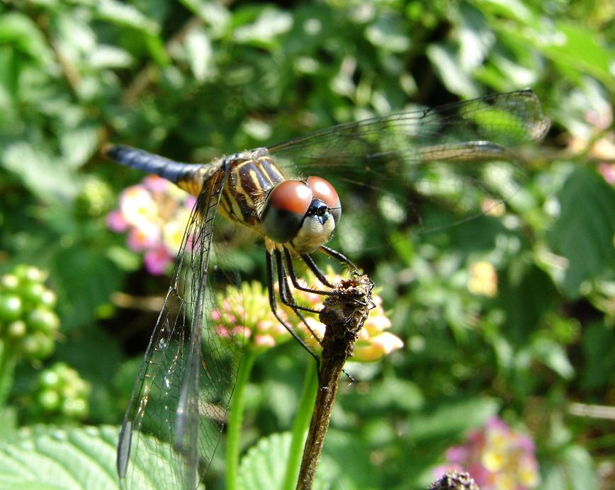 a dragonfly resting on a flower bud