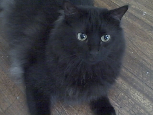 a black cat with blue eyes is sitting on the floor