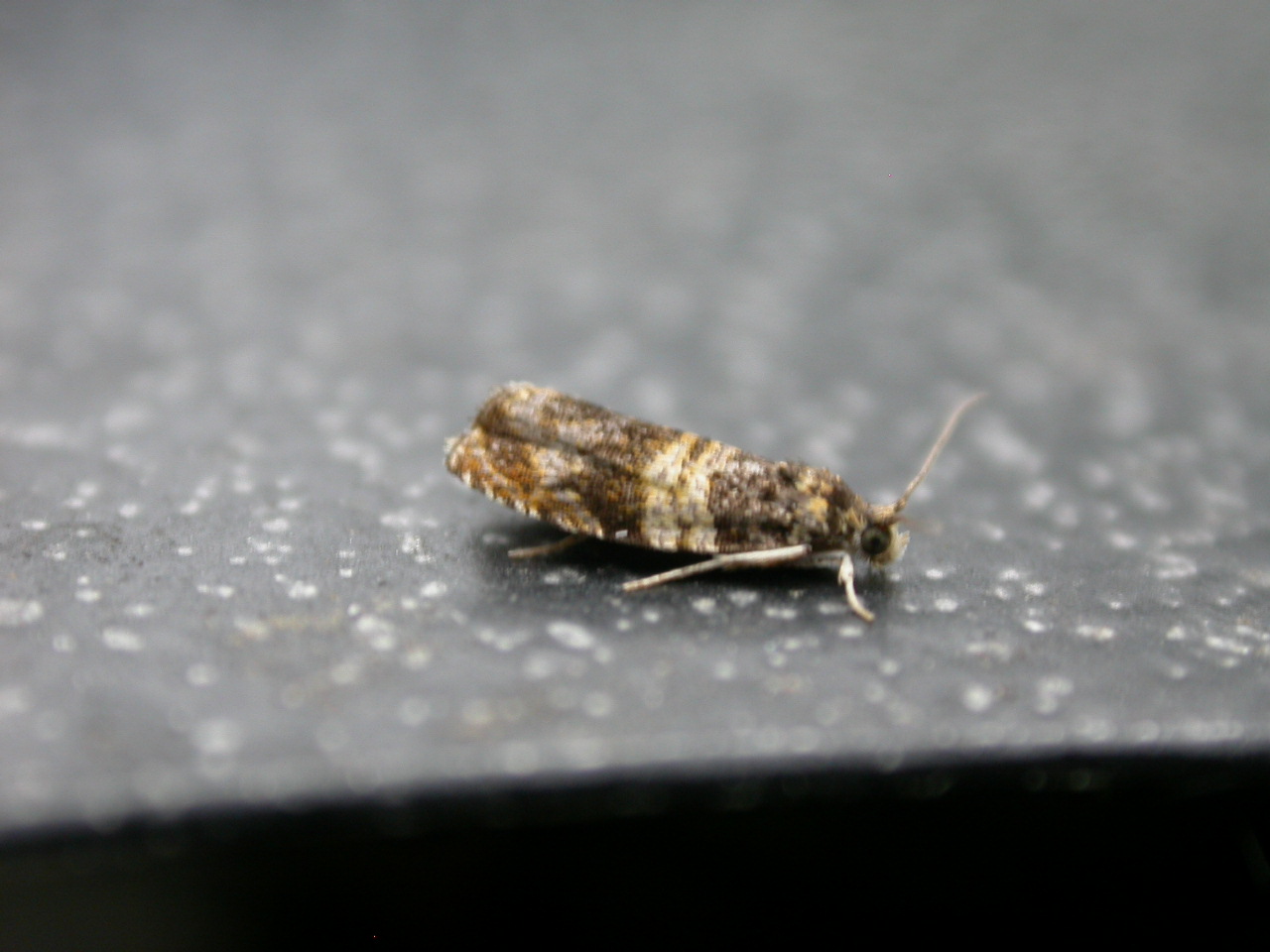 a close up of a dead bug on a surface