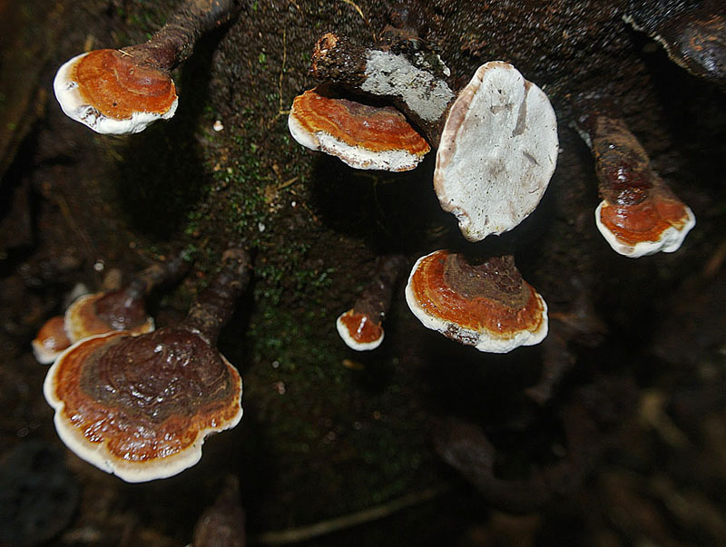a group of mushrooms growing out of a moss covered forest floor