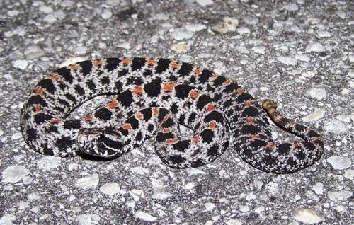 a close up of a small animal on a ground