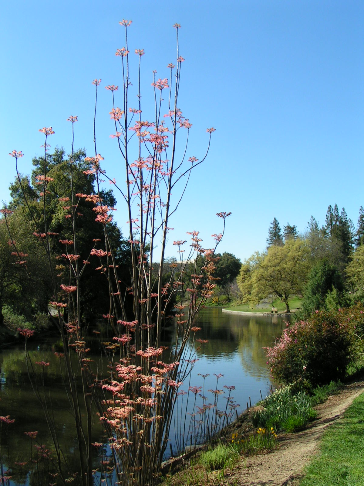 a pond with flowers growing on the side