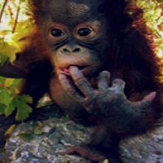 a baby orangua sitting on top of a rock