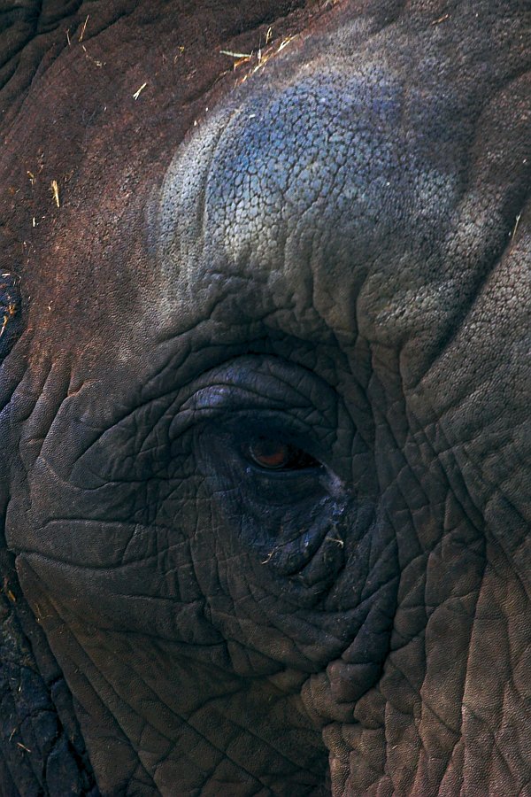 an close - up view of the side of an elephant's eye