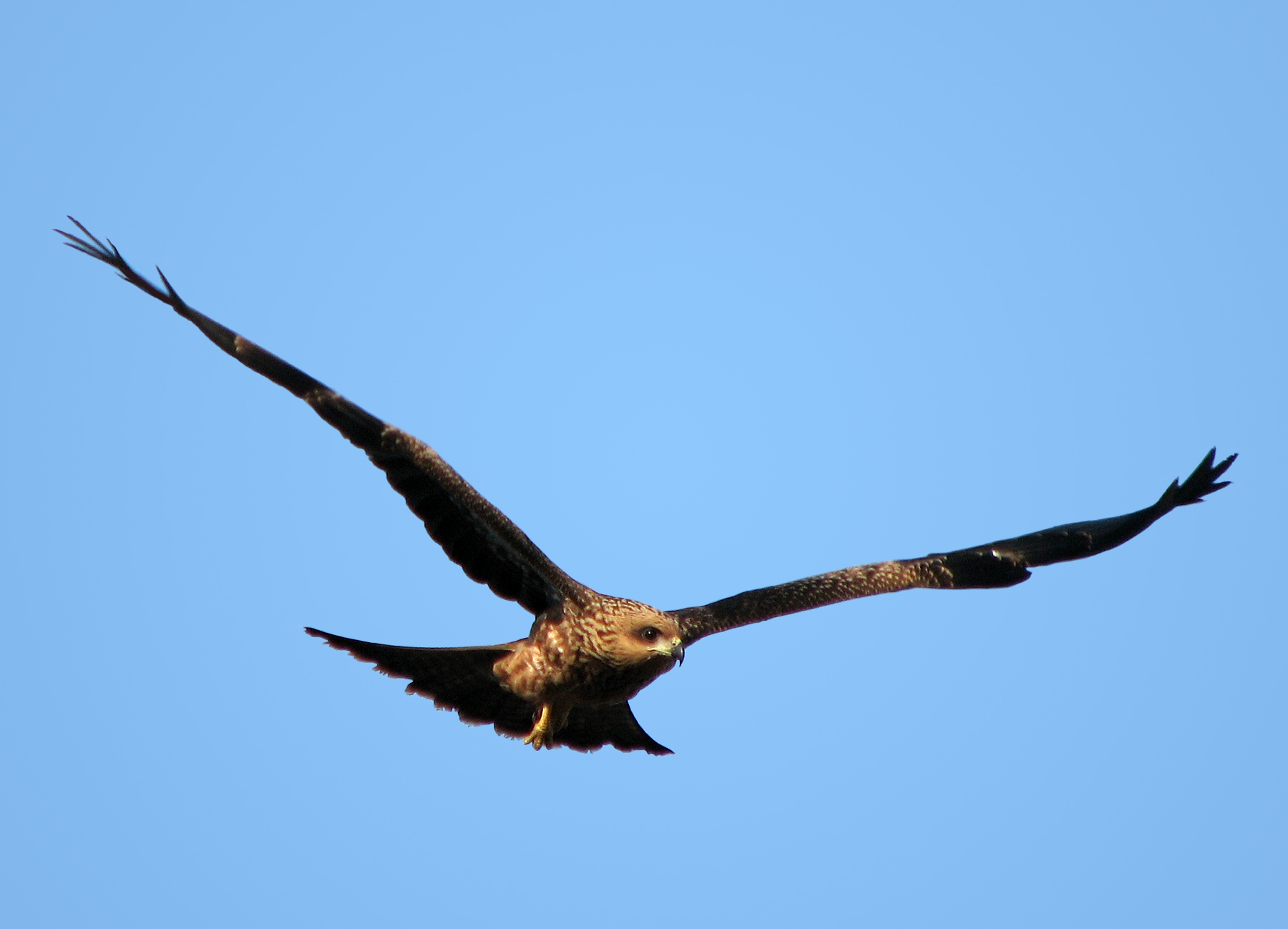 a hawk flying through a blue sky with it's wings spread