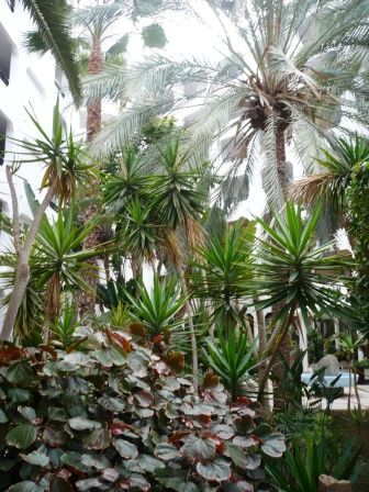 a close up of a bunch of palm trees