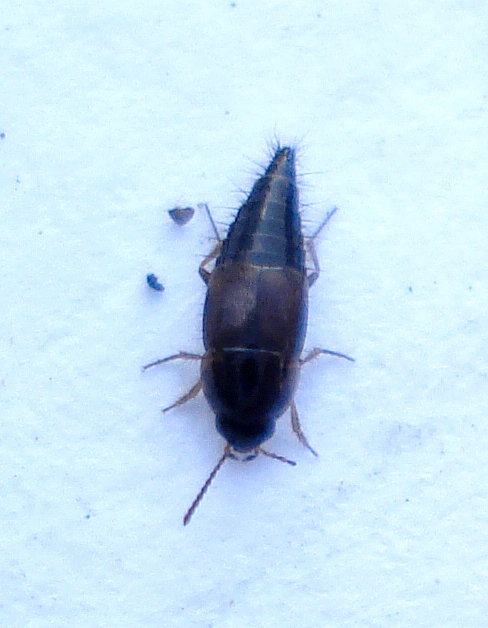 a bug with black legs on a piece of white paper