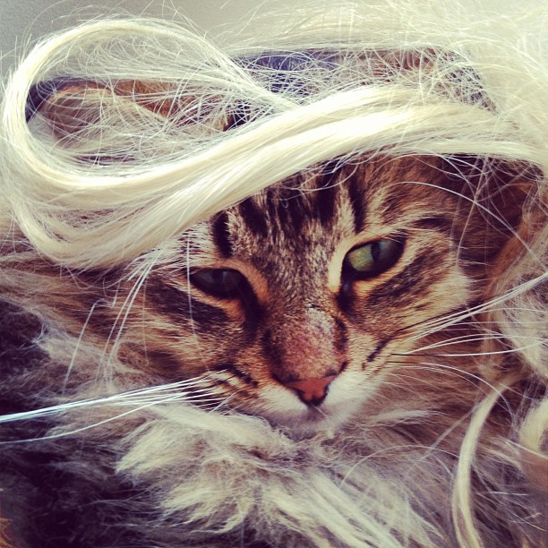 a cat with long white hair looking very cool