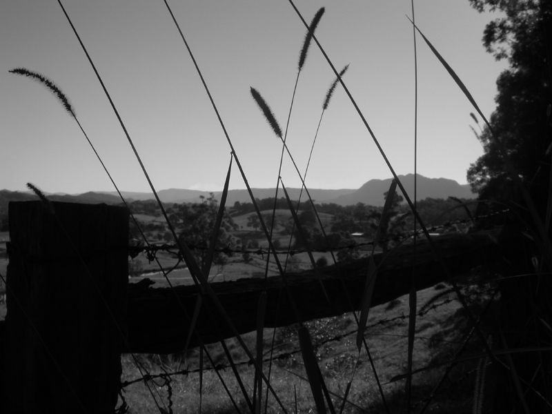 black and white pograph of tall grass in the pasture