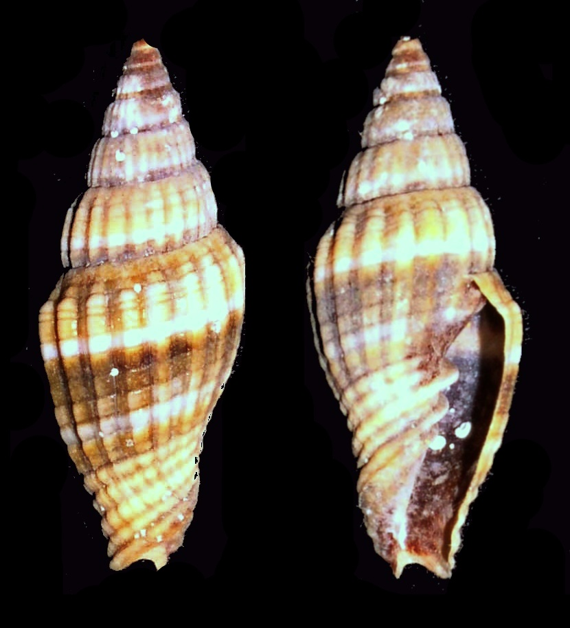 two shells that are brown, green and black
