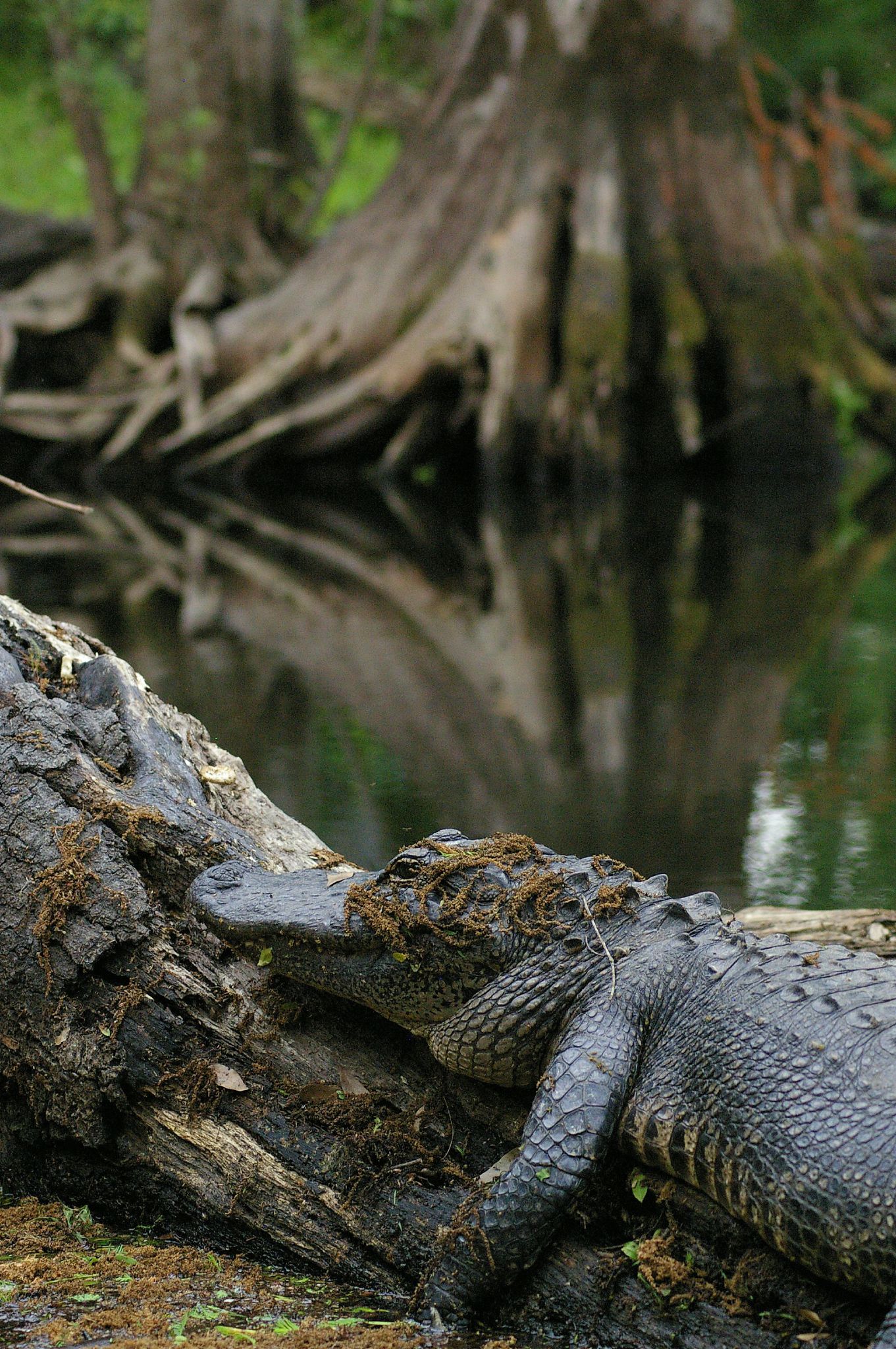 an alligator laying on top of a tree in a swamp