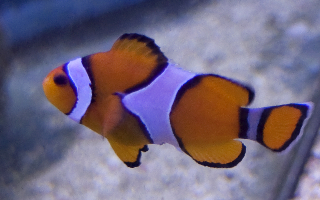 an orange and white clown fish swimming under water