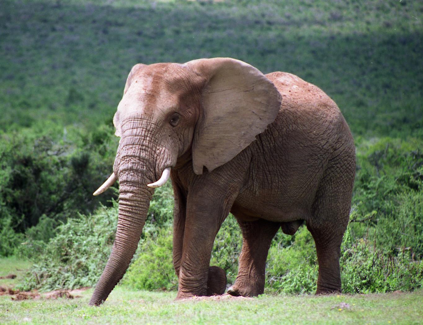 an elephant with a long tusk standing on a hill