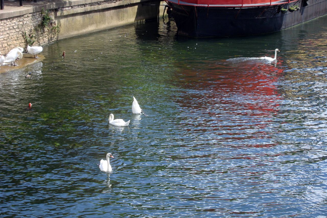 swans swimming in the water around a boat
