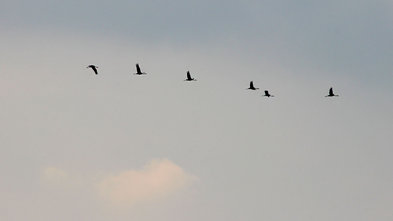 there are many birds that are flying together in the sky