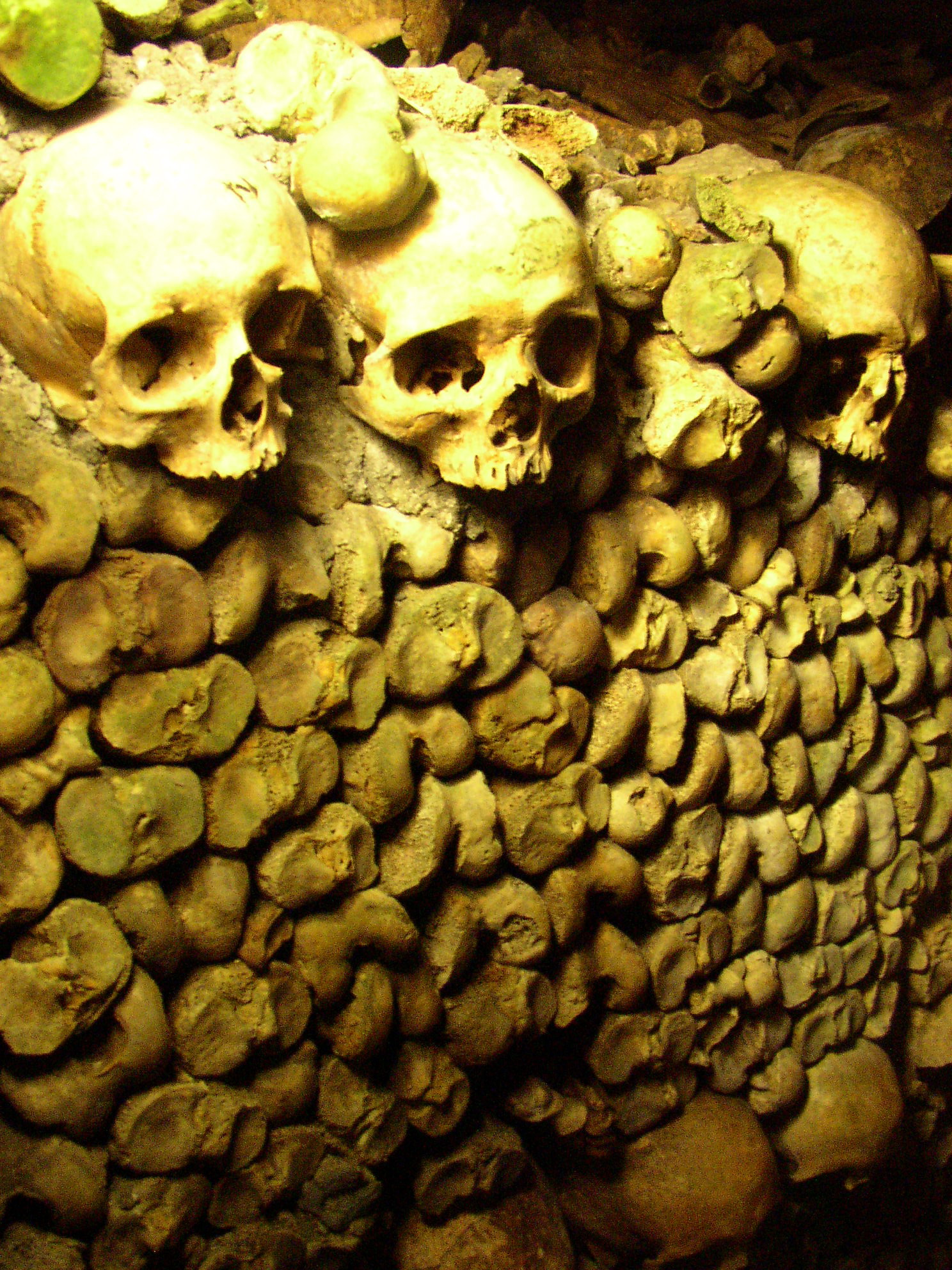 some skulls are placed on the wall and it looks like they have been eaten