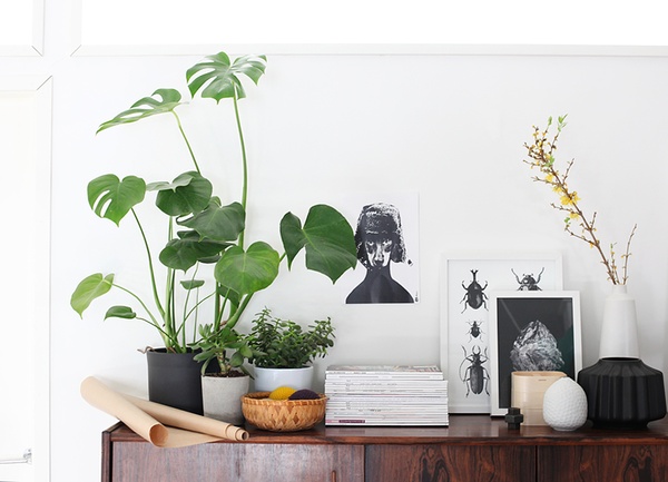 a shelf of plants in some pots, pictures and papers