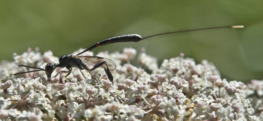 two black bugs resting on top of small white flowers