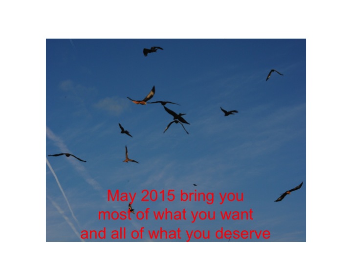 there are many birds flying in the sky