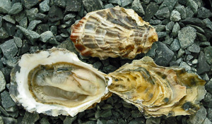 three sea shells laying on some rocks