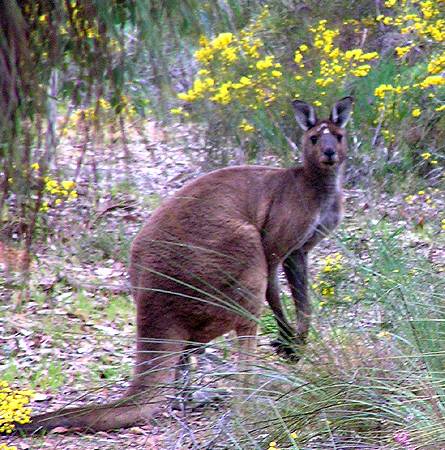a kangaroo looking alertly while standing in a field of grass