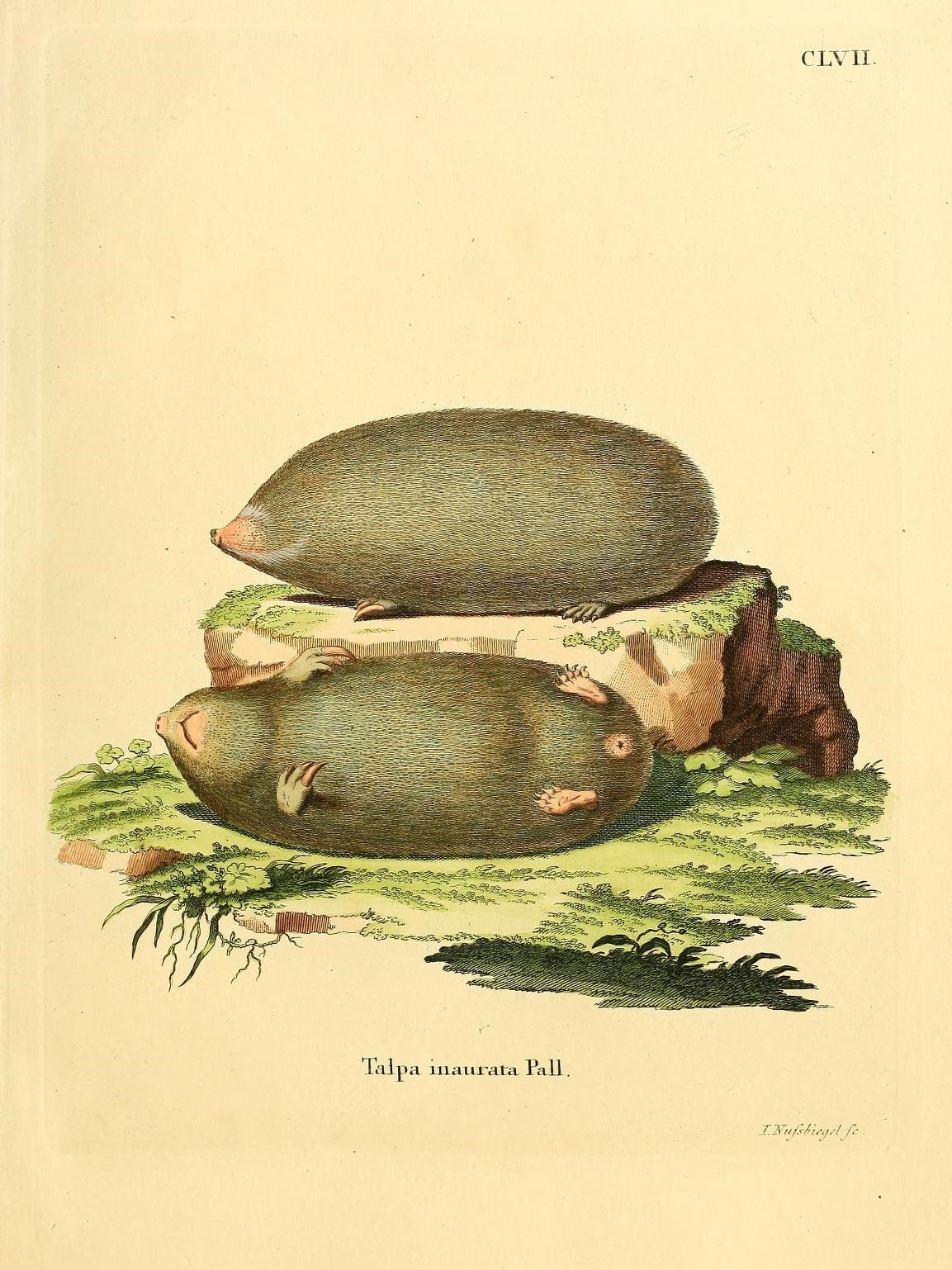 an antique illustration of two turtles on some grass