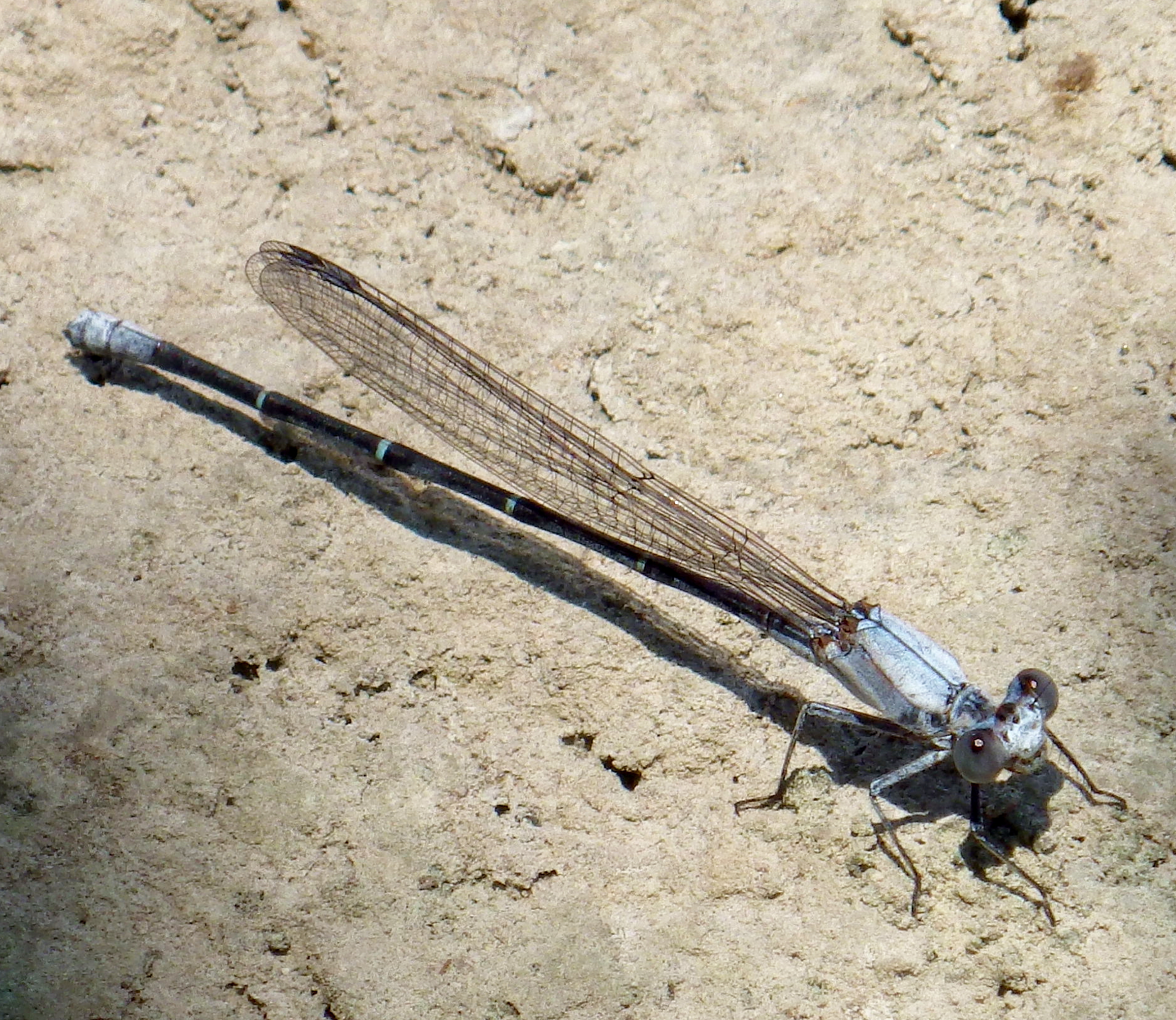 a dragon fly with its wings extended on the ground